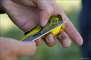 Yellow Warbler Measuring