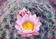 Ball Cactus Flower