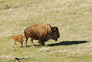 BIson Cow With Newborn Calf