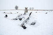 Coyote and Bison Carcass