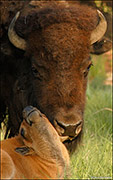 Bison Licking Calf