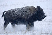 Bison Runing in Snow