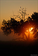 Cormorants and Foggy Sunrise