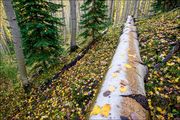 Aspen Forest