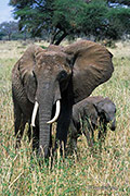 African Elephant Female and Calf