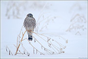 Winter Merlin