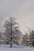 Winter Pine and Foggy Flatirons