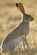 Jackrabbit Portrait