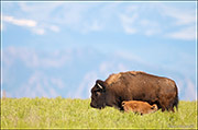 June Bison Calf, Nursing