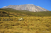Kilimanjaro Grasslands