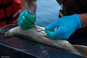Lake Trout Surgery II