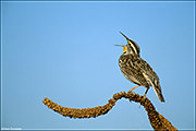 Meadowlark Song