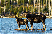 Moose Cow and Calf