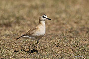 Mountain Plover Female