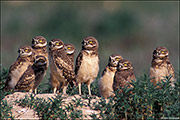 Nine Burrowing Owl Chicks