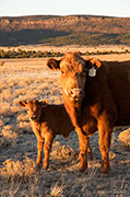 Cow With Calf in Spring