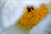 Prickly Poppy Closeup