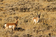 Pronghorn Buck and Doe