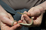 Snake In hand