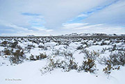 Snow and Salt Brush