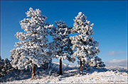 Winter Ponderosas