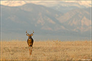 White-tailed Buck Prairiescape