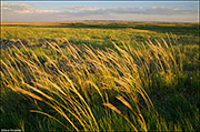 Windblown Prairie Grasses