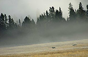 Wolves in Foggy Meadow