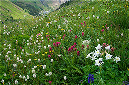 Wildflower Garden