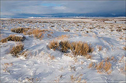 Arapaho Winter Sage