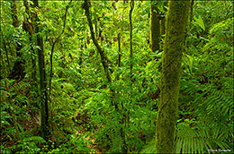 Arenal Rainforest