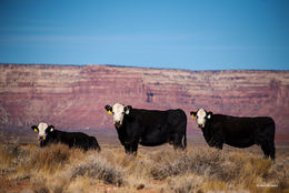 Bears Ears Cows