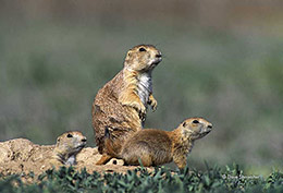 Black-tailed Prairie Dogs On Burrow