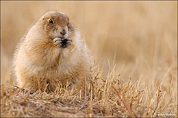 Black-tailed Prairie Dog Browsing