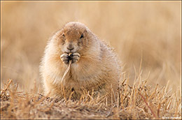 Black-tailed Prairie Dog Eating Grass