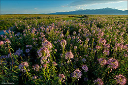 Bee Plant and Crestones