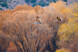 Sandhill Autumn On The Gila