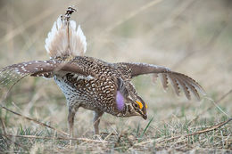 Sharp-tail Display