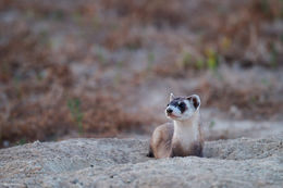 Black-footed Ferret on Burrow