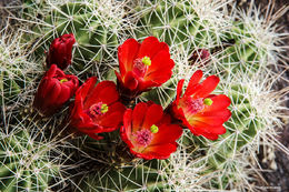 Claret Bloom