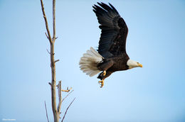 Eagle Liftoff