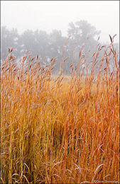 Autumn Big Bluestem Grasses and Fog
