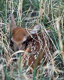 White-tail fawn in grass