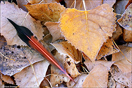 Flicker Feather and Cottonwood Leaves