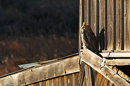 Prairie Watcher