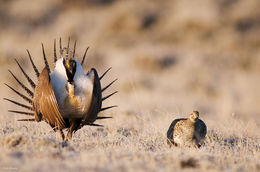 Greater Sage-grouse Display