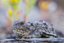 Greater Short-Horned Lizard Closeup