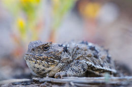 Greater Short Horned Lizard Closeup