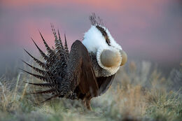 greater sage grouse, endangered