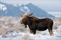 Bull Moose on Antelope Flats